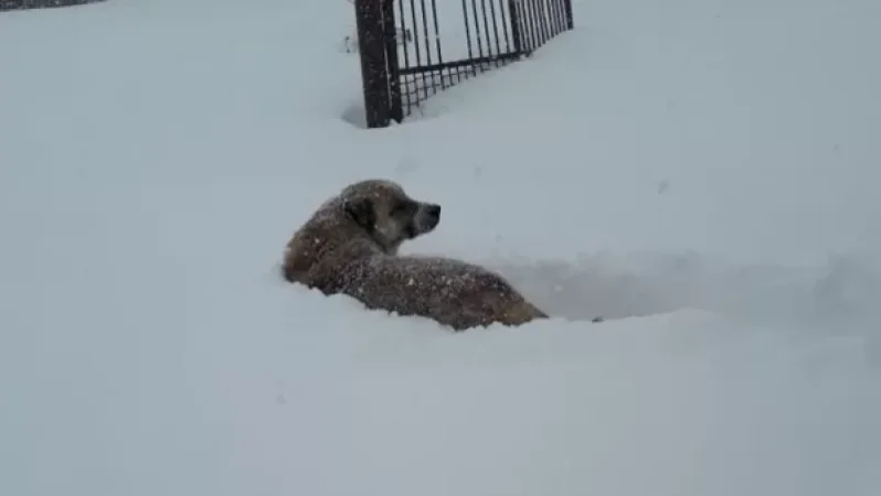 Սյունիքի մարզի Սալվարդ գյուղում ձյան շերտի բարձրությունը արդեն 75-80սմ է. Սուրենյան