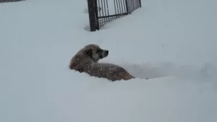 Սյունիքի մարզի Սալվարդ գյուղում ձյան շերտի բարձրությունը արդեն 75-80սմ է. Սուրենյան