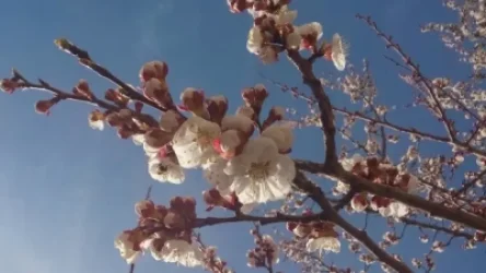 Մարտի 21-25-ին Արարատյան դաշտում կանխատեսվում է ծիրանենու համատարած ծաղկում