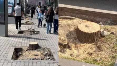 ՏԵՍԱՆՅՈՒԹ. «Հատում են, որ քաղաքը վերջնական թաղեն փոշու ու կեղտի մեջ». հանրային գործիչներն ահազանգում են