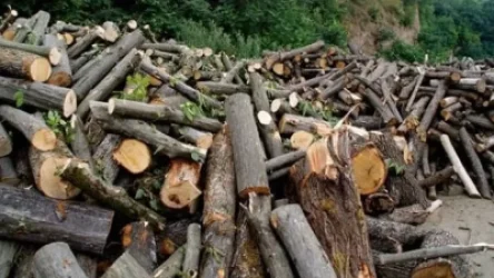 ՏԵՍԱՆՅՈՒԹ. «Կտանեք, նույն ծառերից նույն տեղում կտնկեք». Տիգրան Ավինյանը՝ Արմեն Բեգոյանին