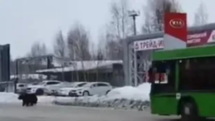 ՏԵՍԱՆՅՈՒԹ. Նիժնեմարտովսկում  արջը ընկել է անցորդի հետևից