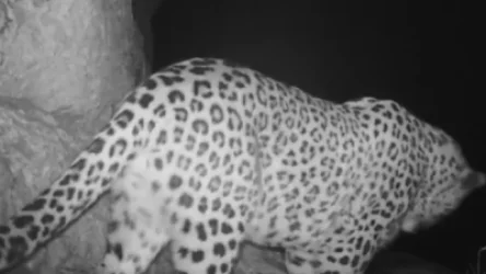 ՏԵՍԱՆՅՈՒԹ. Կովկասյան կենսաբազմազանության ապաստարանի թակարդ-տեսախցիկները կրկին ֆիքսել է նեո հովազին