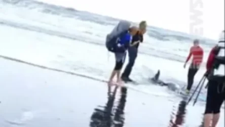 ՏԵՍԱՆՅՈՒԹ․ Ինչպես են զբոսաշրջիկները փրկում դելֆինի կյանքը