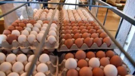 Զատկին ձվի շուկայի պահանջարկը կբավարարվի. Հայաստանի թռչնաբույծների միության նախագահ