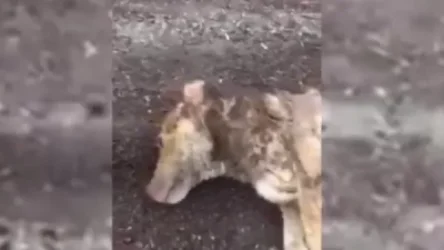 ՏԵՍԱՆՅՈՒԹ. Հրազդանի քաղաքացին տեսել է, թե ինչպես է մեքենան քարշ տալիս կապած շանը. «Դինգո թիմ»