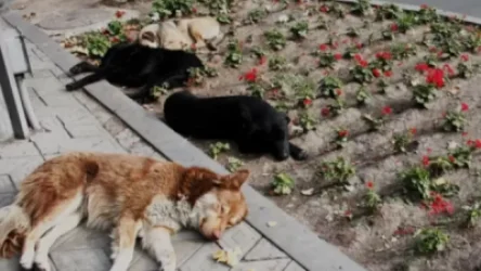 Կարապի լճում շները հարձակվել են 65–ամյա քաղաքացու վրա եւ կծել նրան. ոստիկանները քաղաքացու բողոքն անտեսել են