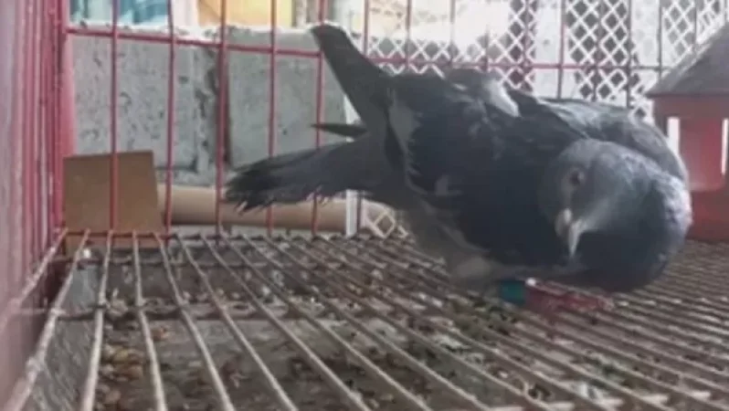 ՏԵՍԱՆՅՈՒԹ․ Բրիտանիայում պարամիքսավիրուսի բռնկում է եղել, որը աղավնիներին զոմբիի է վերածել․ վարակվում են նաև մարդիկ