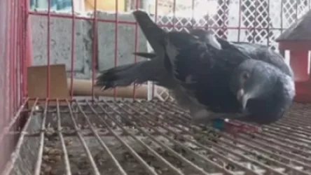 ՏԵՍԱՆՅՈՒԹ․ Բրիտանիայում պարամիքսավիրուսի բռնկում է եղել, որը աղավնիներին զոմբիի է վերածել․ վարակվում են նաև մարդիկ