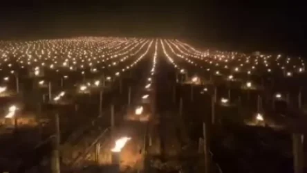 ՏԵՍԱՆՅՈՒԹ. Ֆրանսիայում խաղողի այգիները պաշտպանում են ցրտից, կարելի է կիրառել նաև Հայաստանում. Սուրենյան