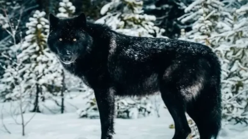 Հայաստանում գայլի բացառիկ տեսակ է հայտնվել․ հոշոտում են անգամ տնային շներին․ Aravot.am