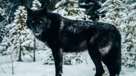 Հայաստանում գայլի բացառիկ տեսակ է հայտնվել․ հոշոտում են անգամ տնային շներին․ Aravot.am