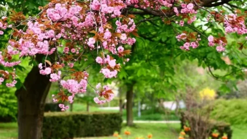 Ապրիլի 10-ից ջերմաստիճանը կնվազի 10-12 աստիճանով