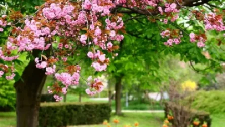 Ապրիլի 10-ից ջերմաստիճանը կնվազի 10-12 աստիճանով