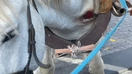 Լուսանկարներ․ Խնդրում ենք չօգտվել ֆայտոնի ծառայություններից, ձին մեղկ է․ ահազանգ