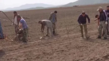 Արցախցիները գյուղատնտեսական աշխատանքներ են իրականացնում  պայթունավտանգ առարկաներից մաքրված դաշտերում