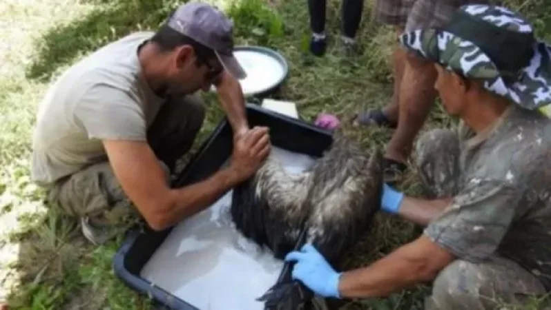 ՇՄ նախարարության կամավորները շարունակում են խնամել աղտոտված արագիլներին