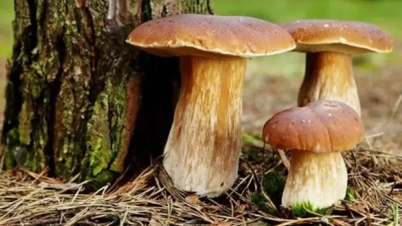 Քաղաքացին սունկ է կերել և թունավորվել․ ԱՆ