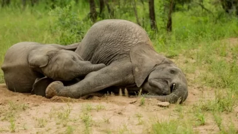 Փղերը ջունգլիներում գտել են գյուղացիների պատրաստած լիկյորը, խմել ու հարբել