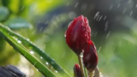 ԵՂԱՆԱԿ. Առաջիկա 4 օրվա եղանակի կանխատեսում