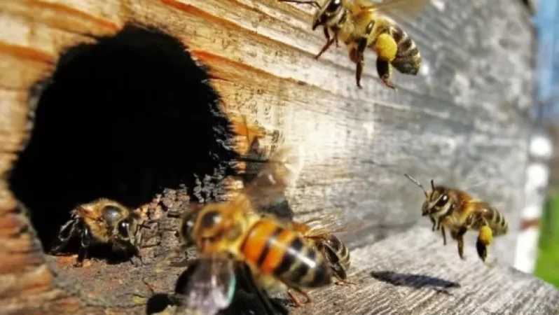 Տեխասի բնակչին «սպանել է» մեղուների ագրեսիվ պարսը