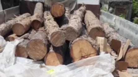 ՏԵՍԱՆՅՈՒԹ. 35-ամյա դիլիջանցին սոճենու գերանների օրինականությունը հավաստող փաստաթուղթ չի ներկայացրել