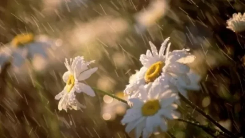 Լինելու է անձրև ու ամպրոպ․ առաջիկա 5 օրերի եղանակի տեսունթյունը