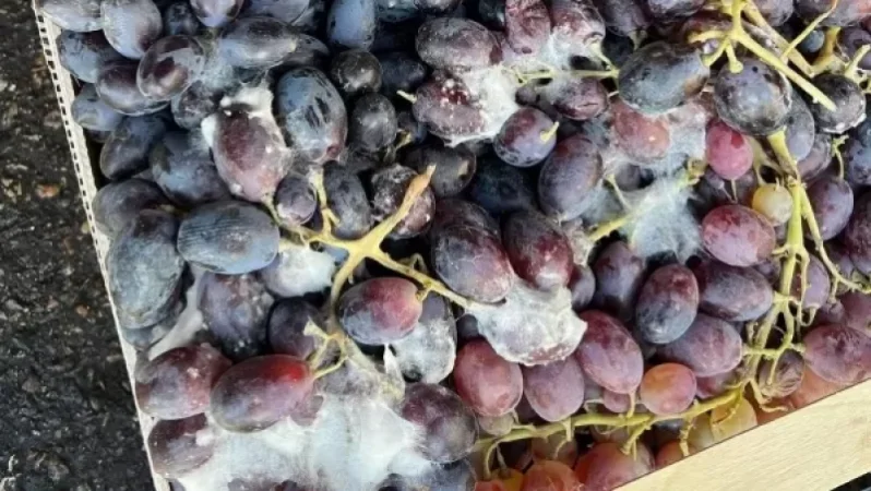 PHOTOS: Agricultural Products Reaching Pyatigorsk Already Spoiled, Armenian Entrepreneur Sounds Alarm
