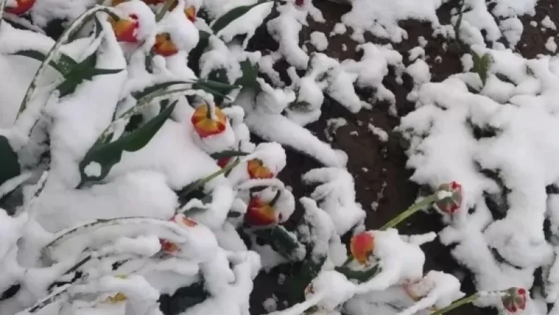 Հանրապետության գրեթե բոլոր լեռնային շրջաններում դիտվել է ձյուն