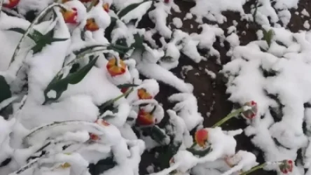 Հանրապետության գրեթե բոլոր լեռնային շրջաններում դիտվել է ձյուն