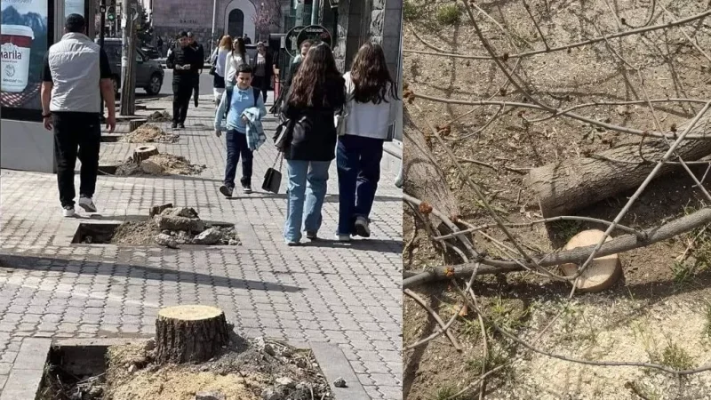 Photos: Yerevan After Tree Felling Sparks Outrage on Social Media