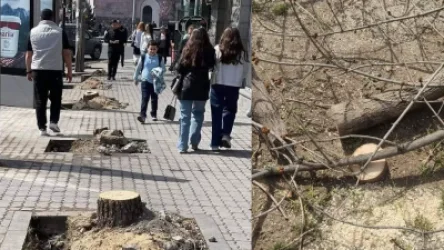 ԼՈՒՍԱՆԿԱՐՆԵՐ․ Երևանը՝ հատված ծառերից հետո․ սոցցանցերում դժգոհում են