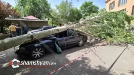 ԵՊՀ-ի բակում բարդին արմատից պոկվել ու տապալվել է կայանված մեքենաների վրա