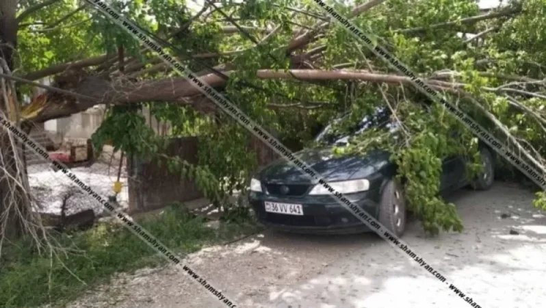 Արարատում թթենու հսկայական ճյուղը ընկել է ավտոմեքենայի վրա