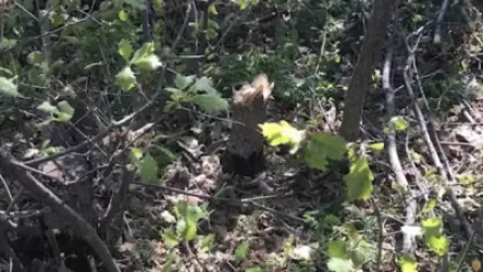 ՏԵՍԱՆՅՈՒԹ. Ապօրինի հատել էր 32 ծառ ու գործի վրա բռնվել