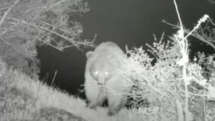 ՏԵՍԱՆՅՈՒԹ․ Վայոց ձորում տեսախցիկը ֆիքսել է գիշատիչների մի քանի տեսակներ՝ գայլեր, արջեր, լուսան