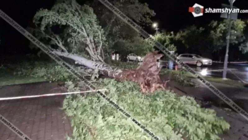 Ուժեղ քամուց «Թումոյի» այգում բարդի է արմատախիլ եղել ու տապալվել