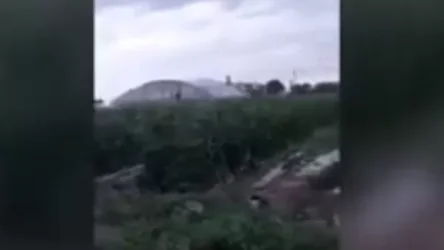 ՏԵՍՆԱՅՈՒԹ. Արմավիրի մարզում կարկուտը գետնին է հավասարեցրել եգիպտացորենի դաշտերը