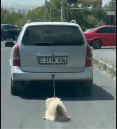 Մեքենայի հետևից շանը քարշ տվողը համայնքապետարանի կոմունալ բաժնի աշխատող է