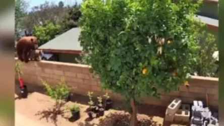 ՏԵՍԱՆՅՈՒԹ. Տեսախցիկը ֆիքսել է, թե 17-ամյա աղջկն ինչպես է պայքարել արջի դեմ և փրկել շանը