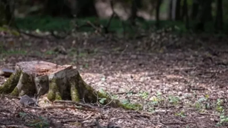 Անտառների պահպանության համար 18 պաշտոնատար անձի մեղադրանքներ են առաջադրվել