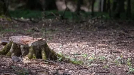 Անտառների պահպանության համար 18 պաշտոնատար անձի մեղադրանքներ են առաջադրվել