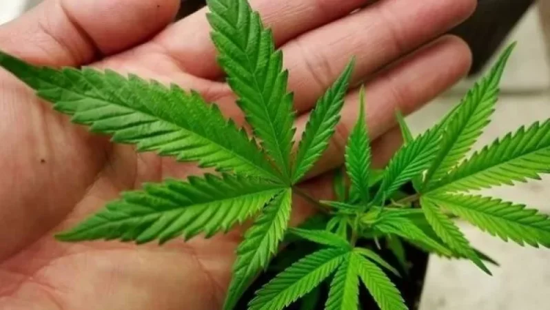 Հայաստանում կթույլատրվի արտադրական կանեփի արտադրությունն ու վաճառքը. նախագիծն ընդունվեց