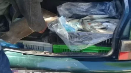 Մեքենայի բեռանխցիկում 115 հատ սիգ են գտել ու տեղափոխել Սևանի հոգեկան առողջության կենտրոն