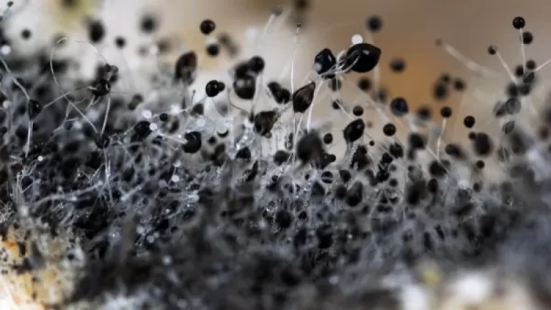 Nepal Reports First Death from 'Black Fungus' as Thousands Infected in India