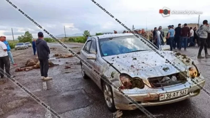 Արտակարգ դեպք Գեղարքունիքի մարզում․ Mercedes-ը մխրճվել է ոչխարի հոտի մեջ․ 30-ից ավելի ոչխար սատկել է