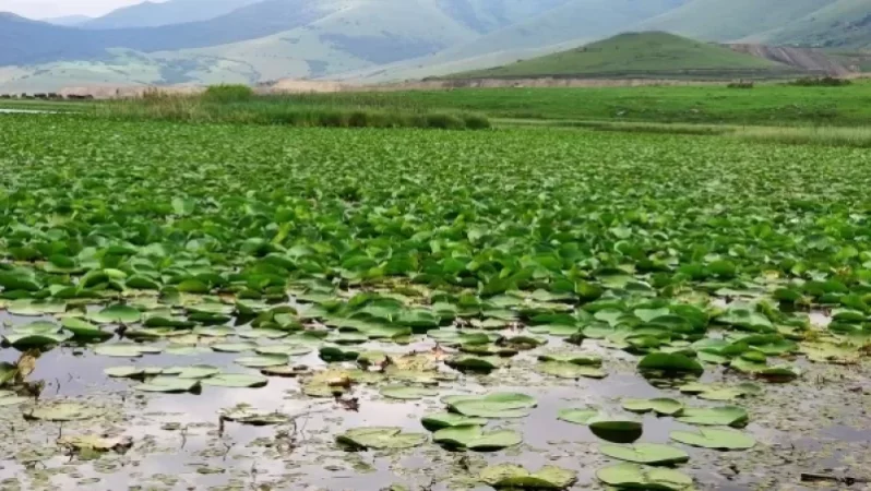 Երևանի փողոցներում վաճառվում է Կարմիր գրքում գրանցված ջրաշուշան