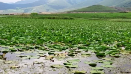 Երևանի փողոցներում վաճառվում է Կարմիր գրքում գրանցված ջրաշուշան