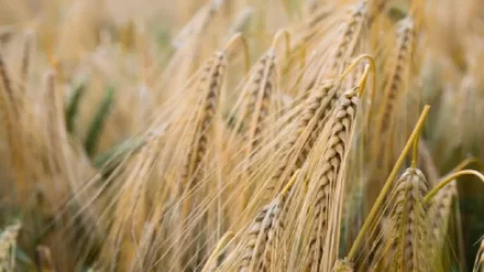 ՄԱԿ-ը պատրաստ է համաձայնել Ռուսաստանի բոլոր պայմաններին՝ հացահատիկի գործարքը վերսկսելու համար․ Bild