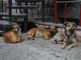 ՏԵՍԱՆՅՈՒԹ. Արթիկիում շների սպանդ իրականցնողը ներկայացել է բաժին. մանրամասներ